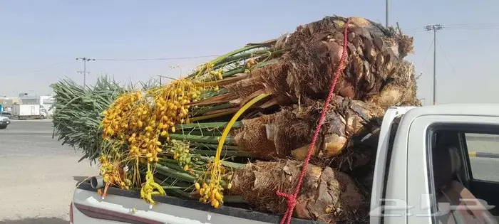 إنخل للبيع 4