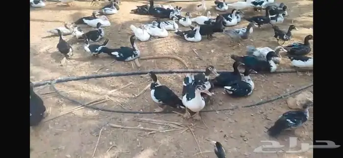 بط شهرمان مسكوفي بح 3