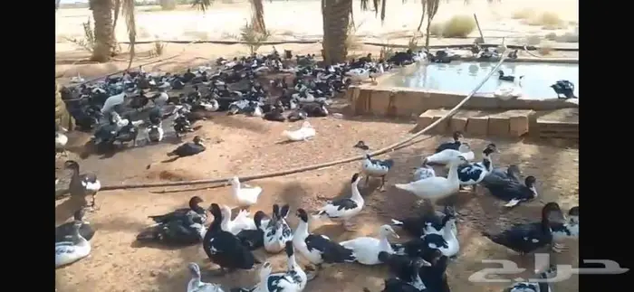 بط شهرمان مسكوفي بح 2