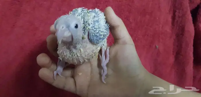 فرخ كنيور يقبل الغر بشرهه 1