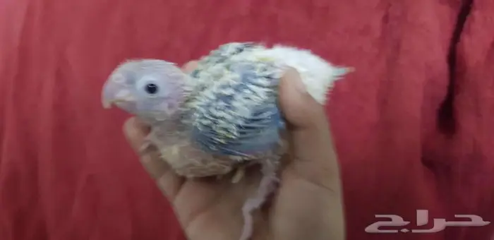 فرخ كنيور يقبل الغر بشرهه 2