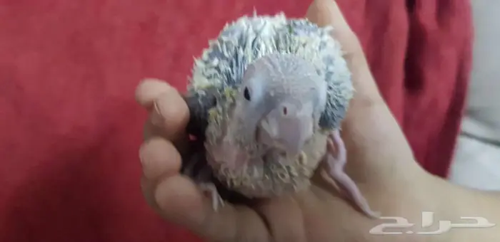 فرخ كنيور يقبل الغر بشرهه 3