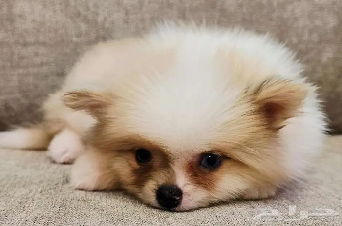 Mini toy poodle and pomeranian ميني توي بودل وبومرينيم 6