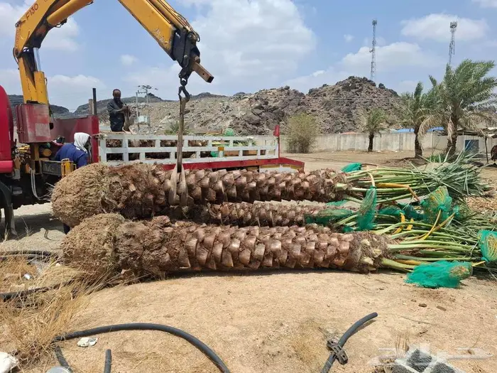 إنخل للبيع 5