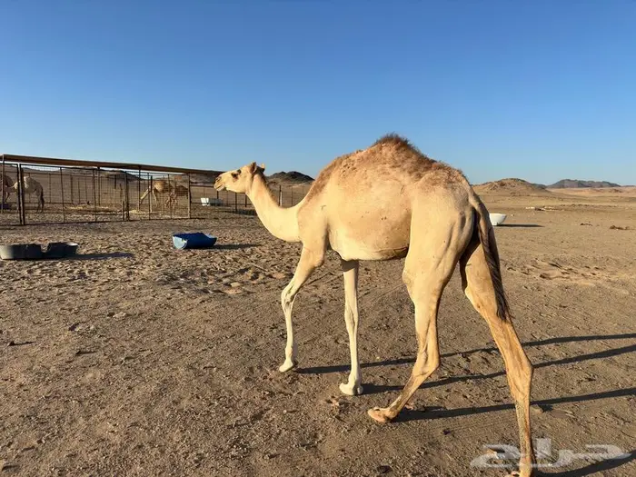 قعود حر سبوق 1