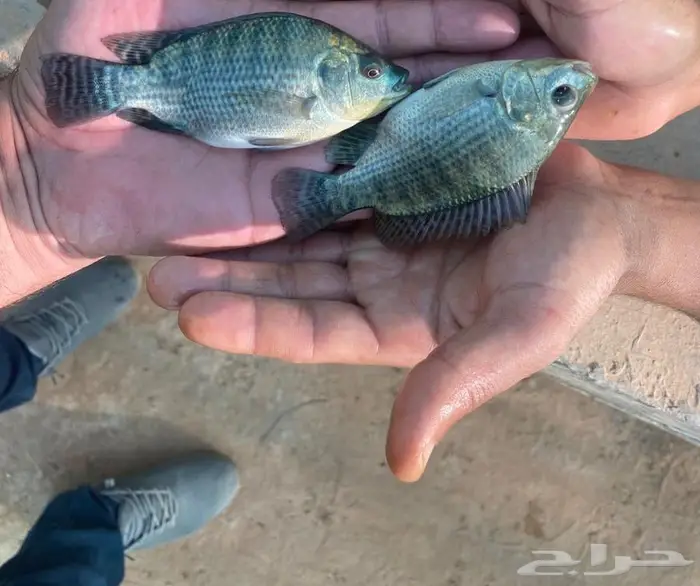 سمك زريعة تايلندي مزرعة نجد الزراعية 3