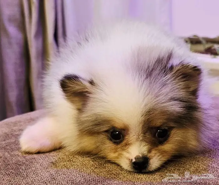 Mini toy poodle and pomeranian ميني توي بودل وبومرينيم 4