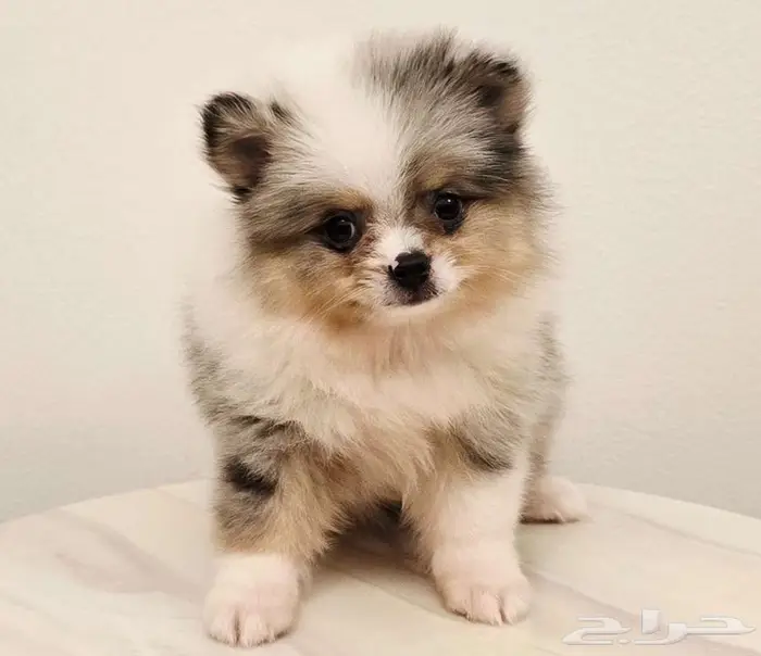 Mini toy poodle and pomeranian ميني توي بودل وبومرينيم 2