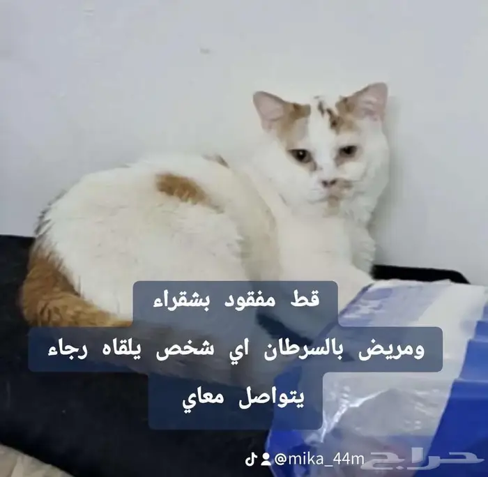 قط مفقود 2