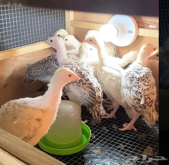 صوص دجاج رومي للبيع 2