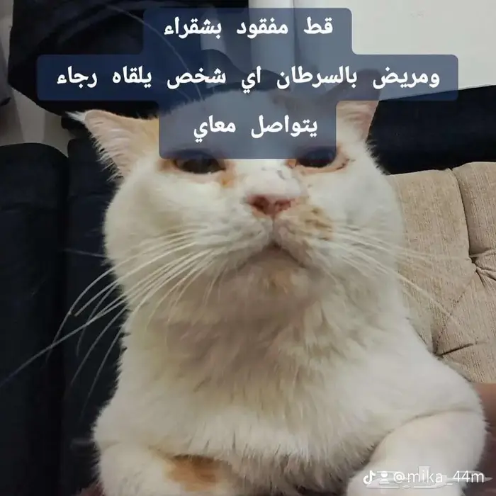 قط مفقود 4