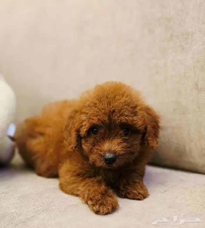 Mini toy poodle and pomeranian ميني توي بودل وبومرينيم 3