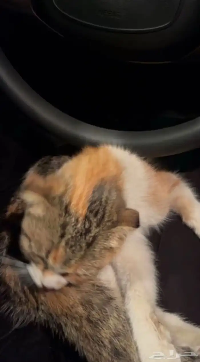 ايفون ليلكي للبيع ايفون13 128جيجابايت 6