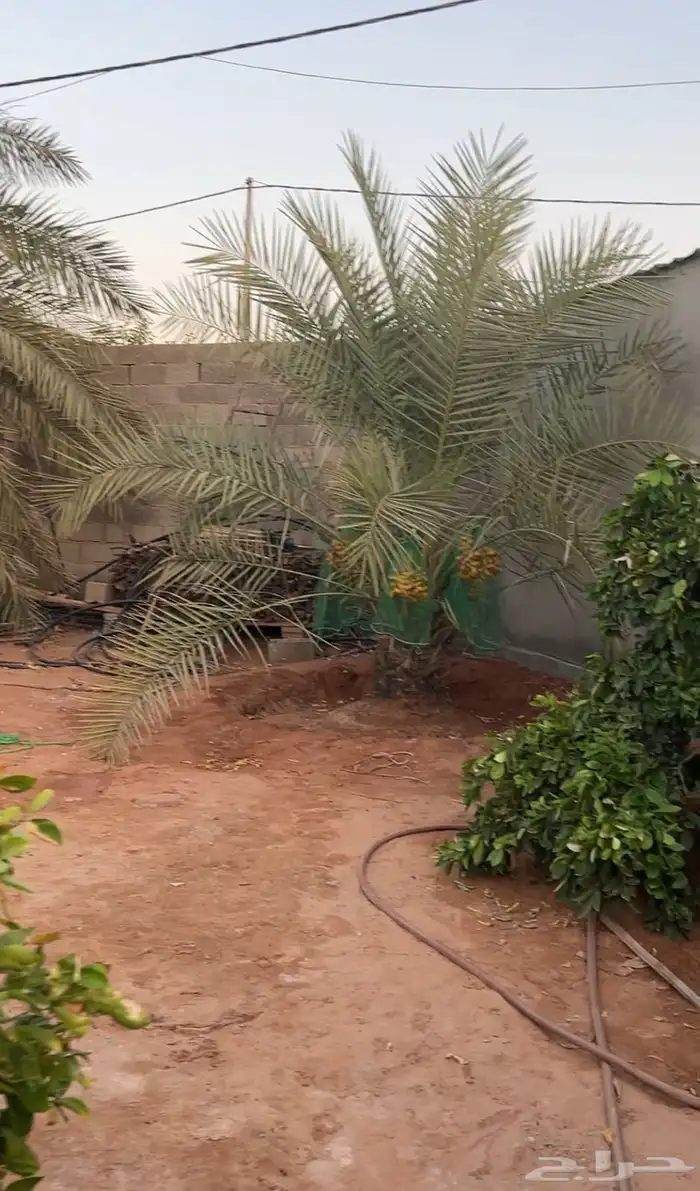 رياض الخبراء 8