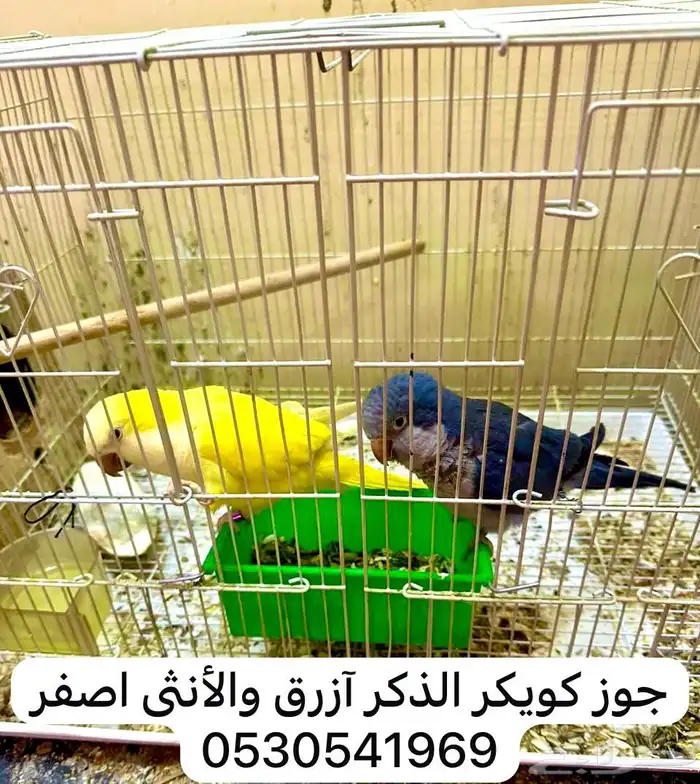 الاحساء الهفوف 0