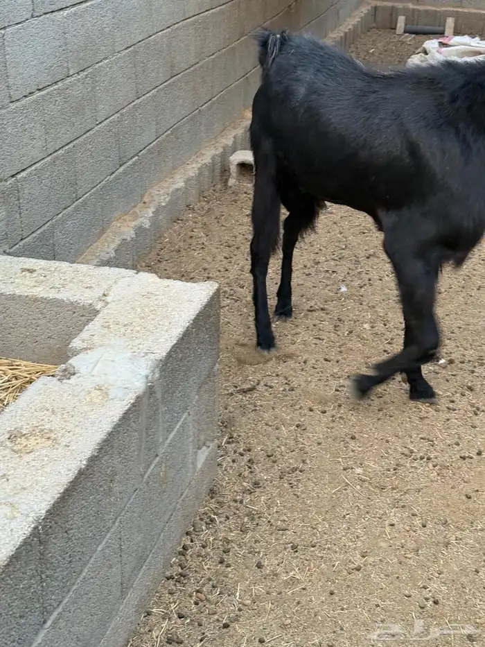 للبيع تيس معرف 2