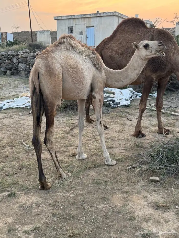 بكره للبيع على حليب امها 2
