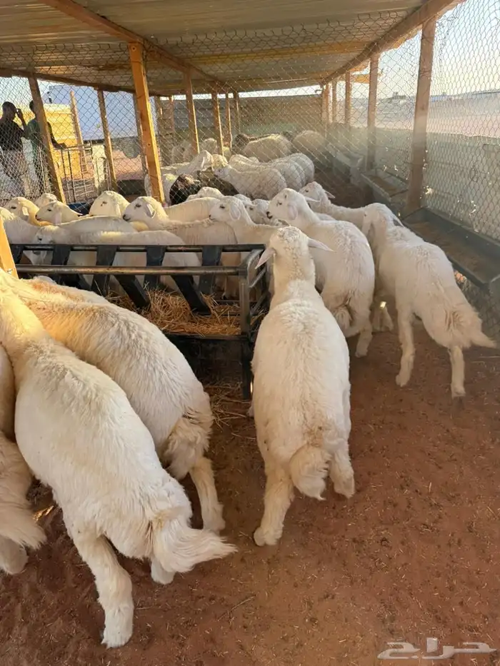ذبايح 6