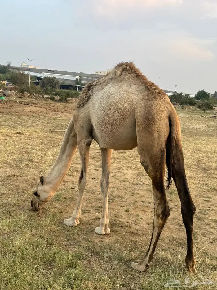 بكره للبيع على حليب امها 1