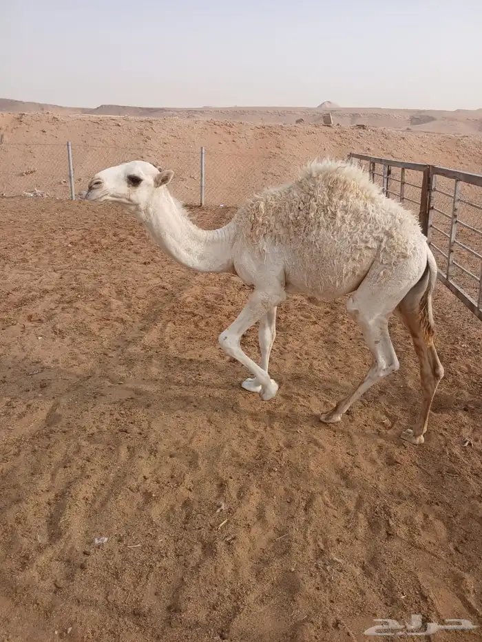 ارجو قراءة الإعلان جيدا  2بكار وقعود 20