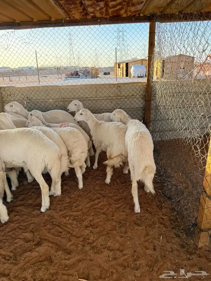 ذبايح 3