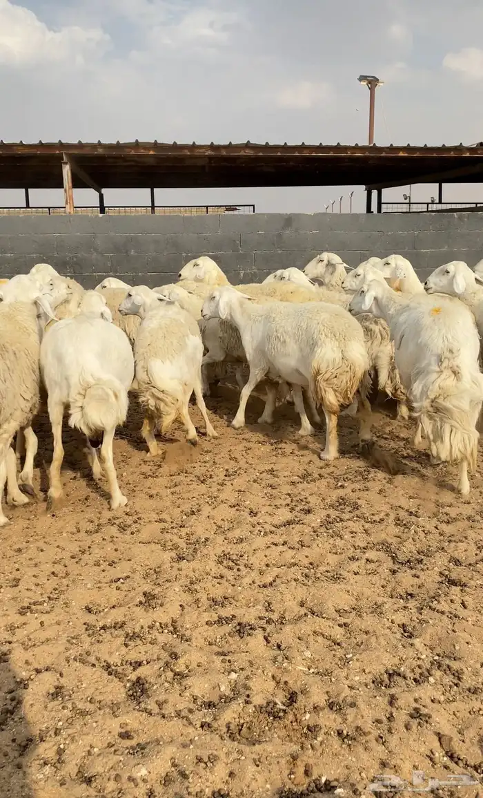 غنم حريات حرش مراح صنف 28 بفحلها 5