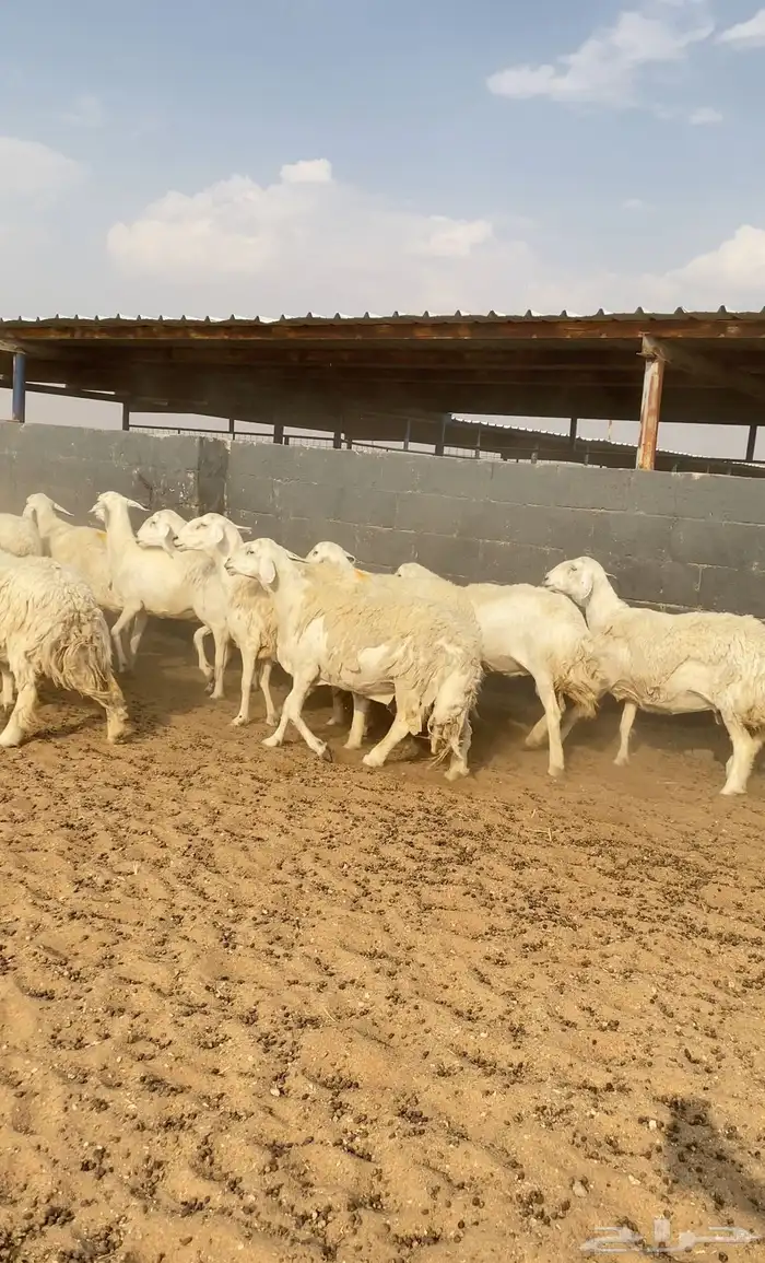 غنم حريات حرش مراح صنف 28 بفحلها 0