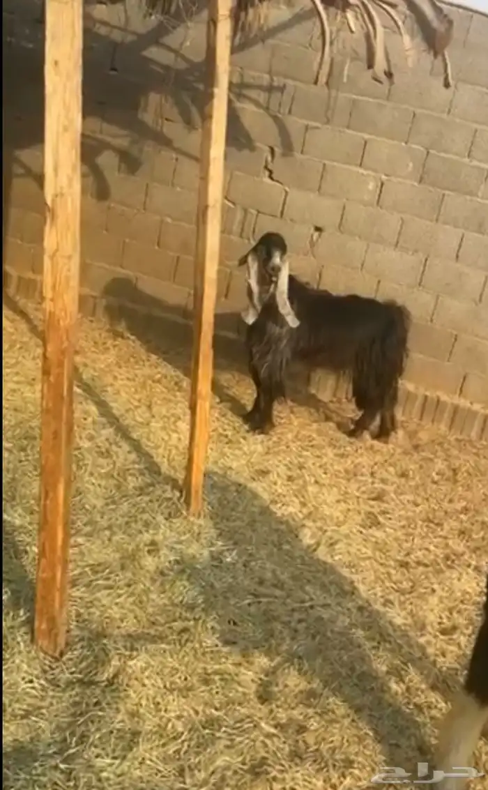 تيس 0