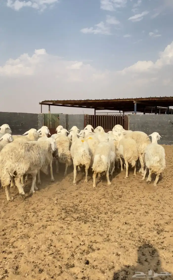 غنم حريات حرش مراح صنف 28 بفحلها 4