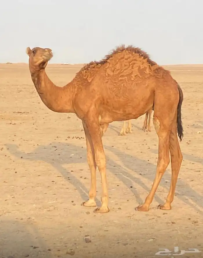 قعدان سواحل 0