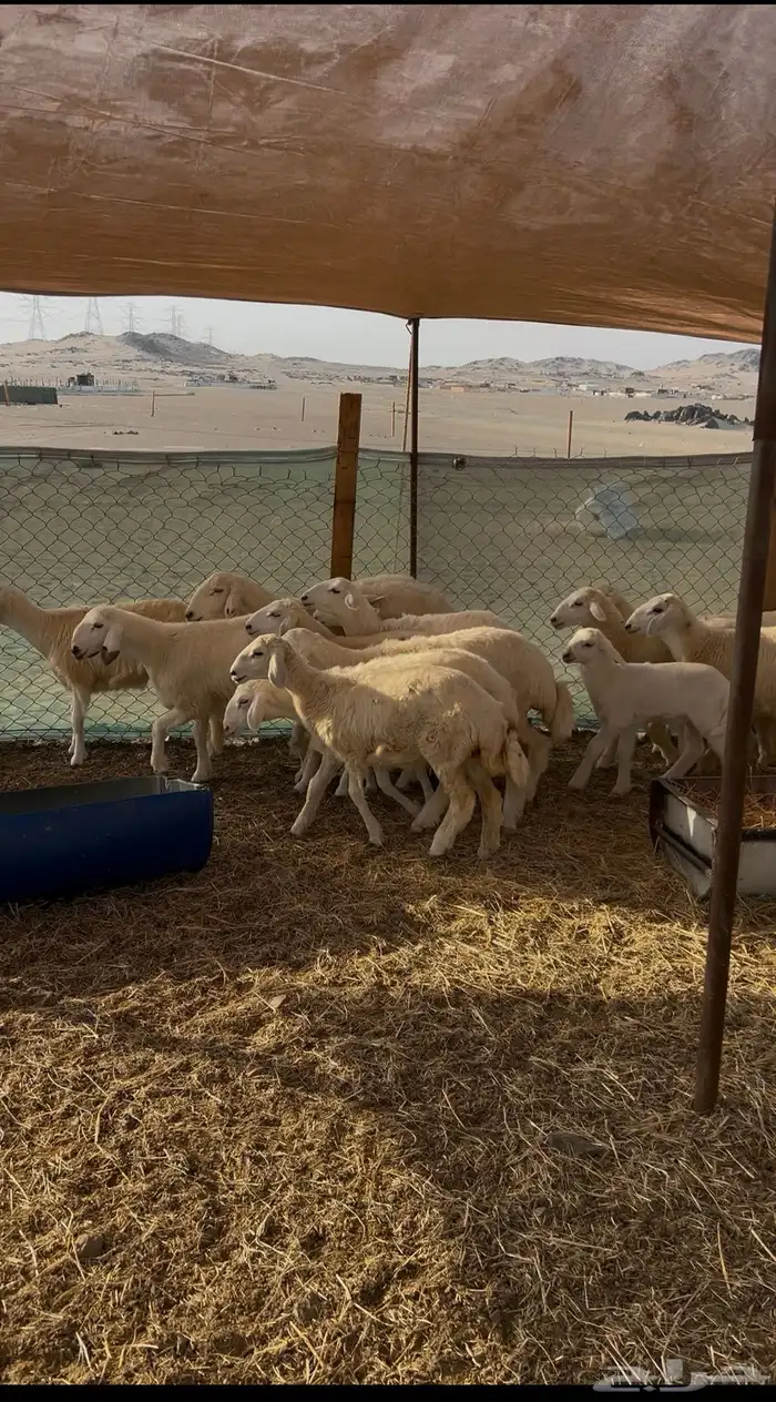 بهم حري 0
