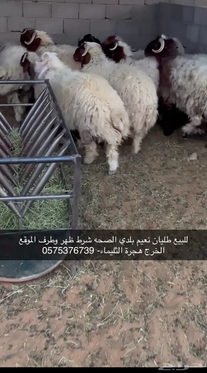 نعيمي بلدي 0