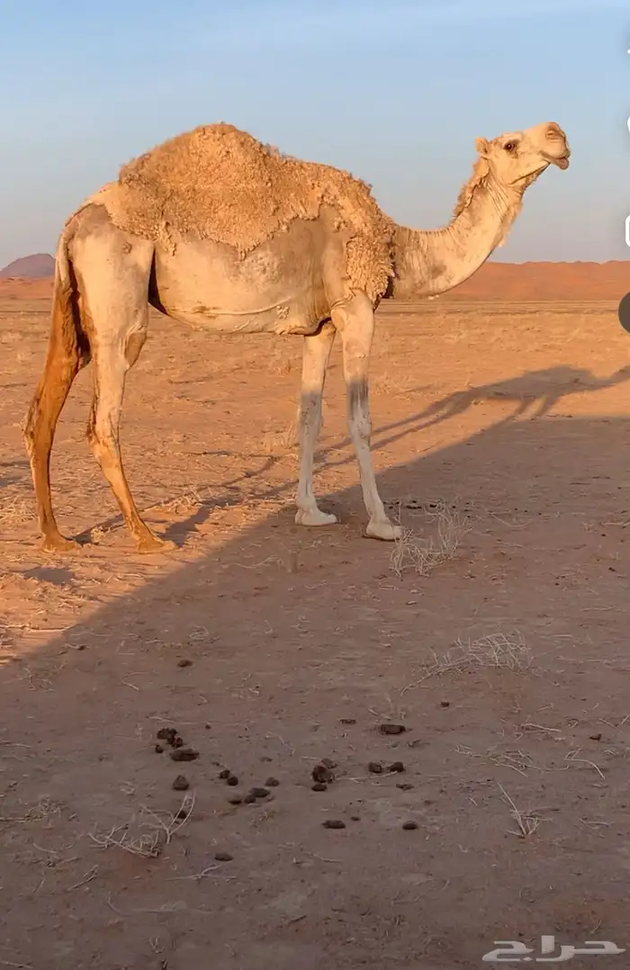 ناقه حفوت 0