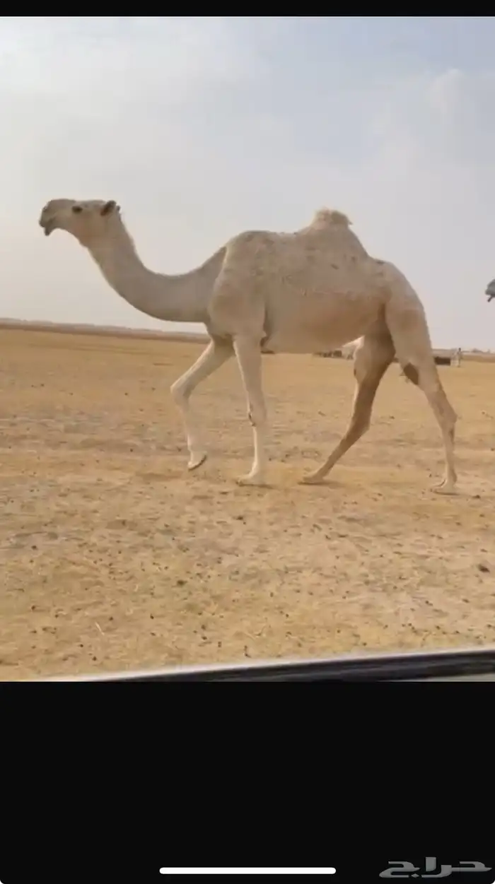 نياق 0