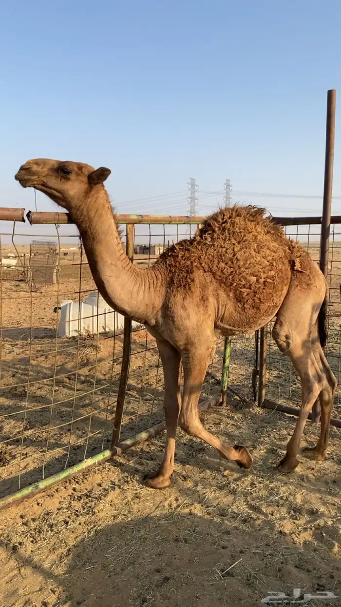 قعود كفو مفرود عمره خمس شهور قعود كفو كفو للبيع 3