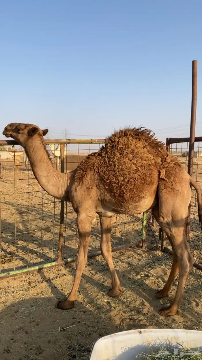 قعود كفو مفرود عمره خمس شهور قعود كفو كفو للبيع 2