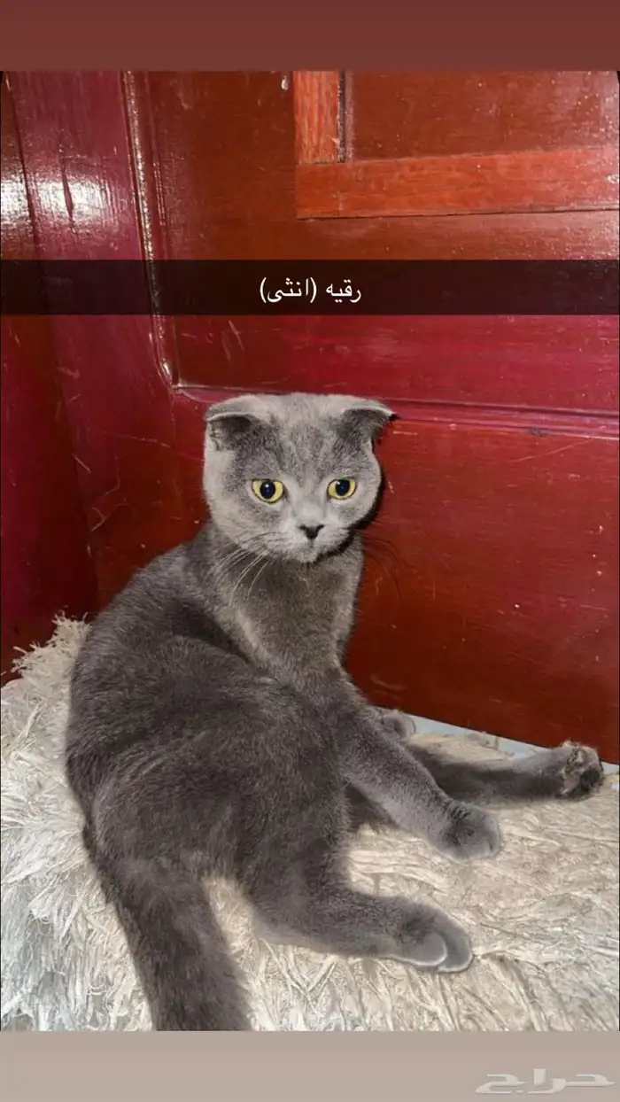 زوج سكوتش فولد بيور مستوى عالي دم صافي 1