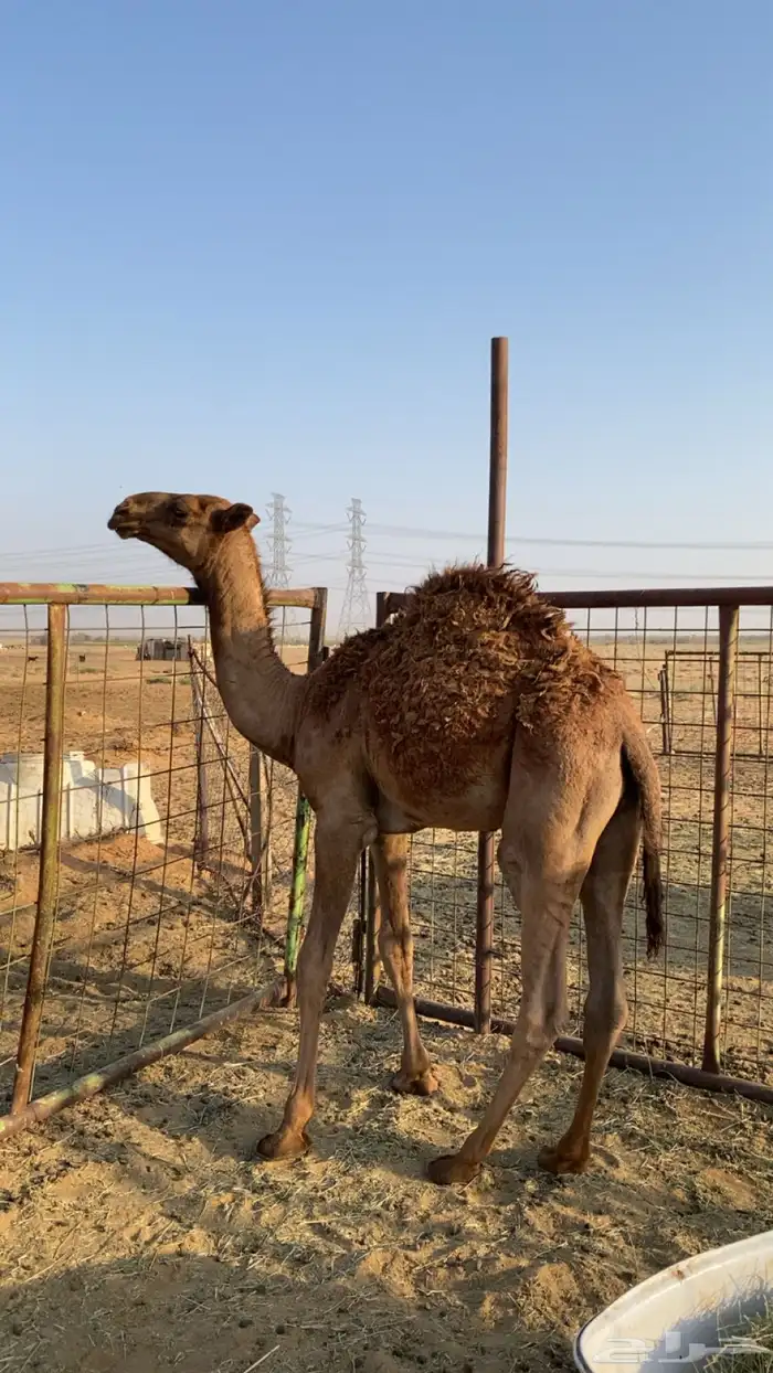 قعود كفو مفرود عمره خمس شهور قعود كفو كفو للبيع 0