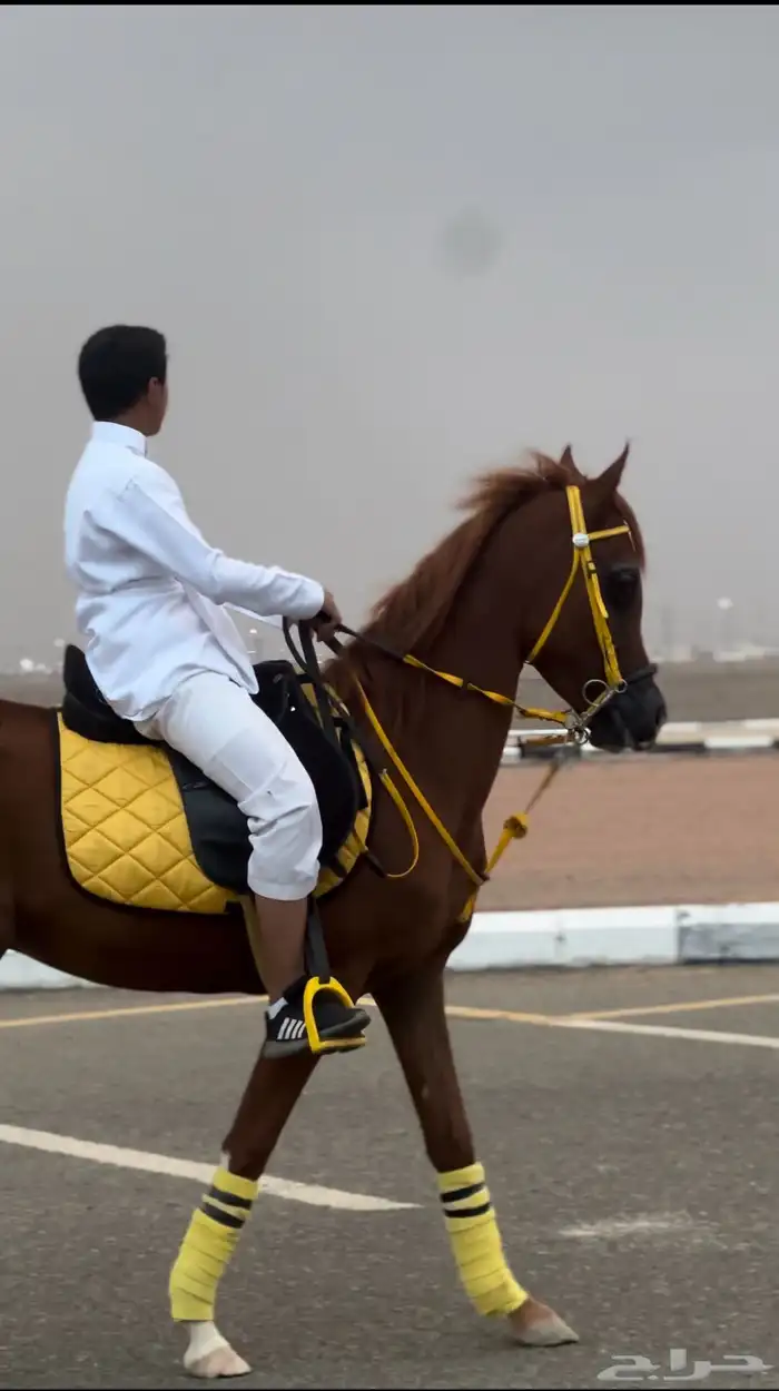 مهر شيخ معسوف 3