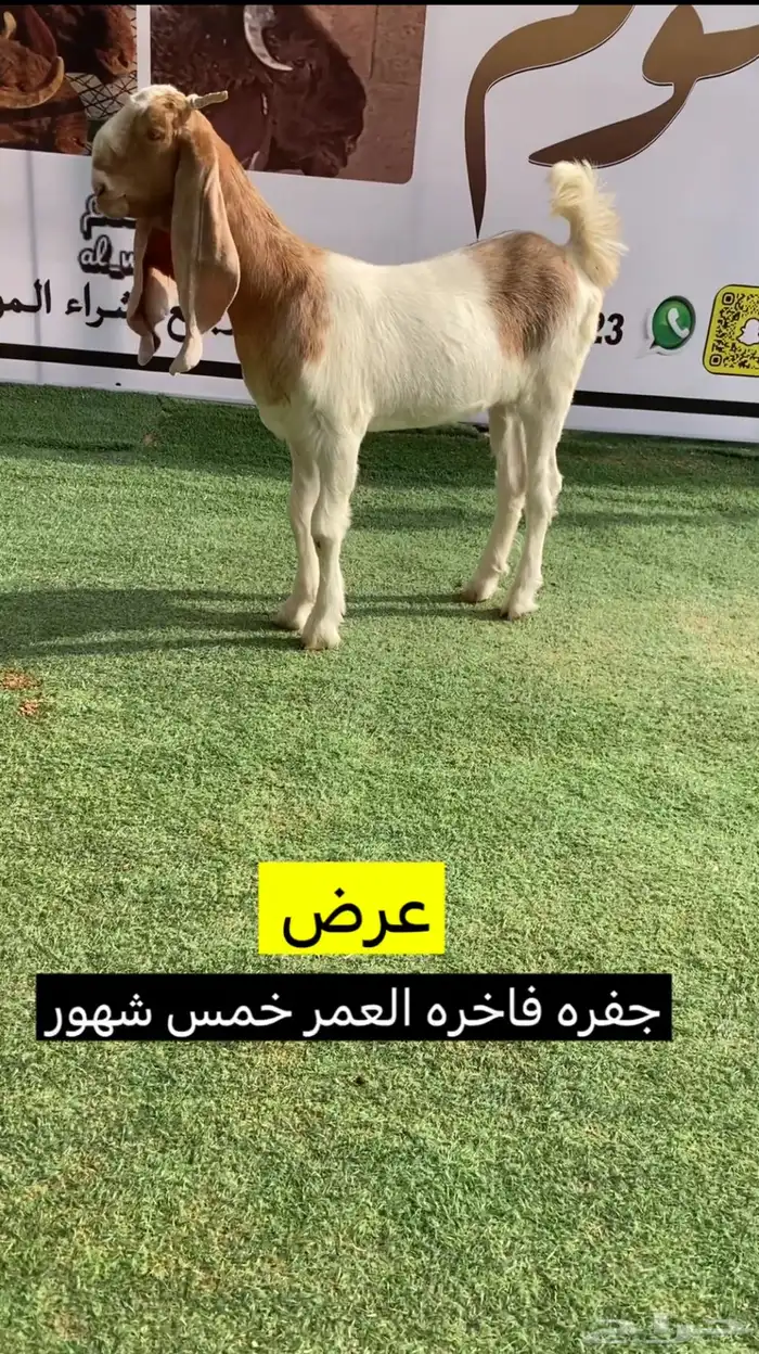 جفره مطوره فاخره 0