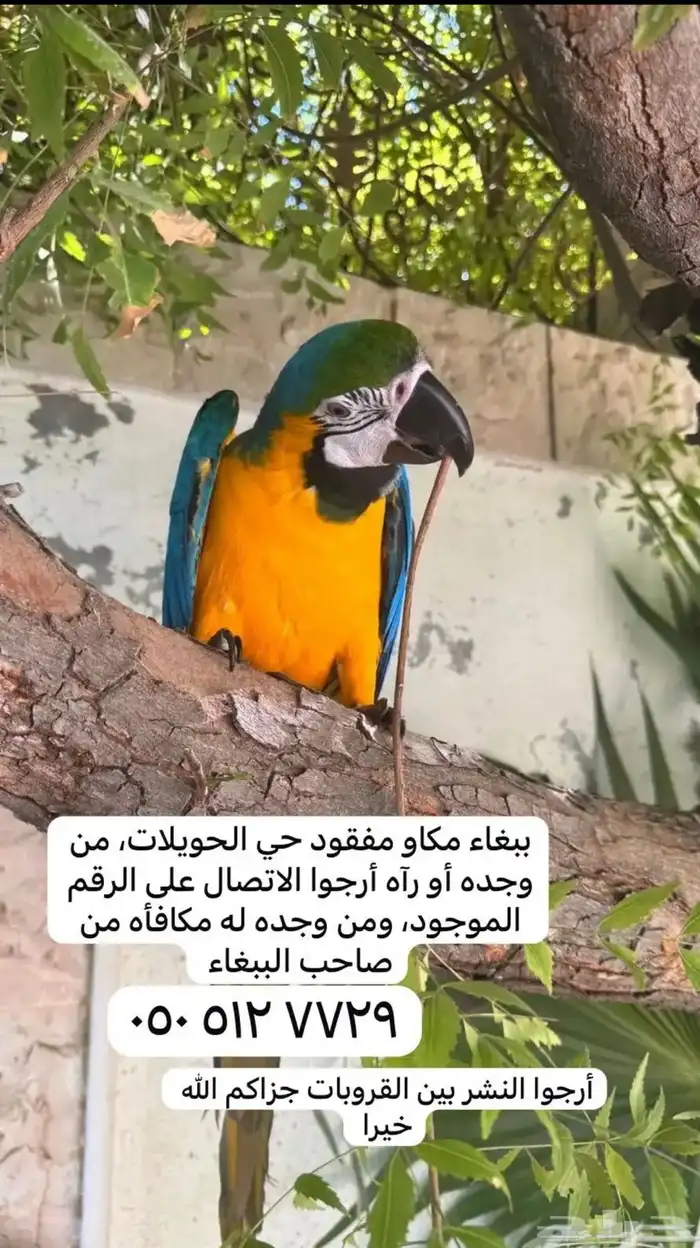 ببغاء مكاو مفقود 0