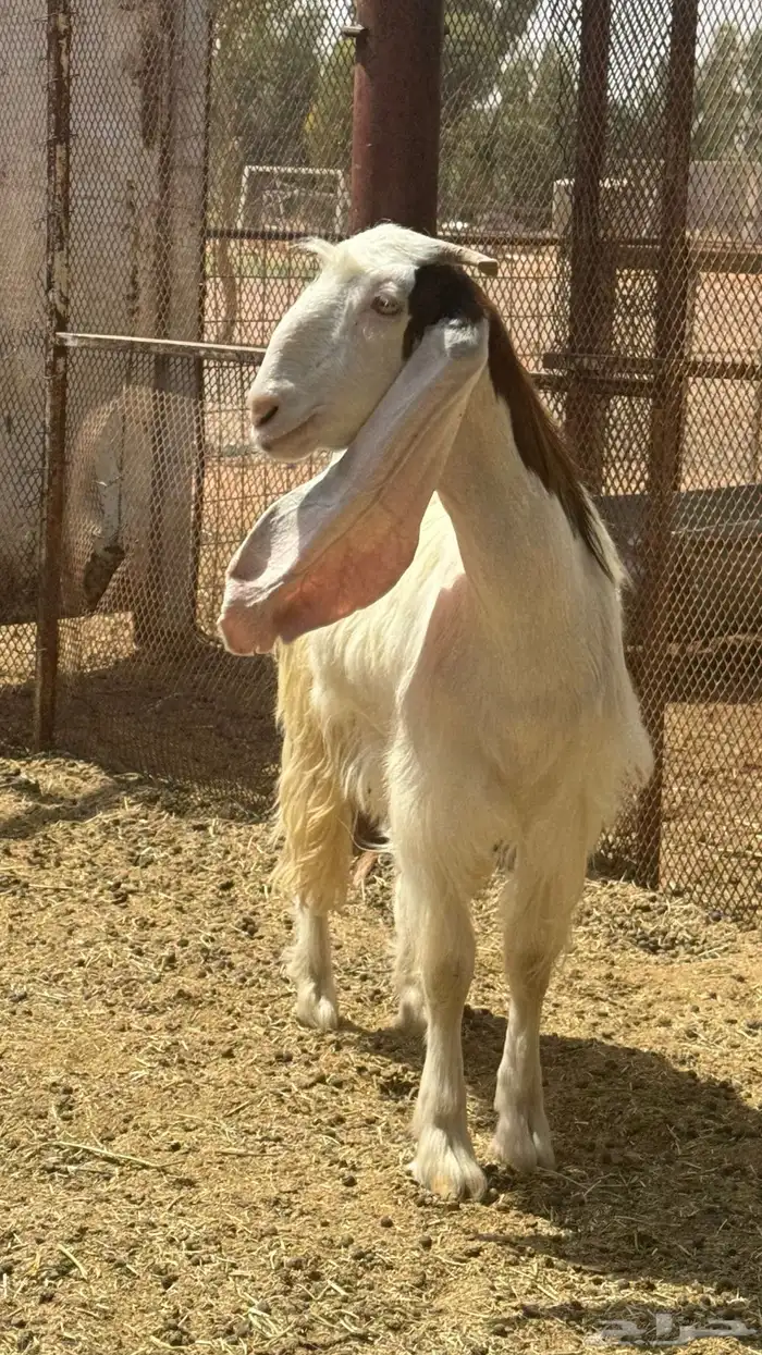 تيس 2