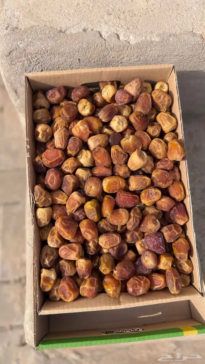تمر سكري رطب ومفتل 5