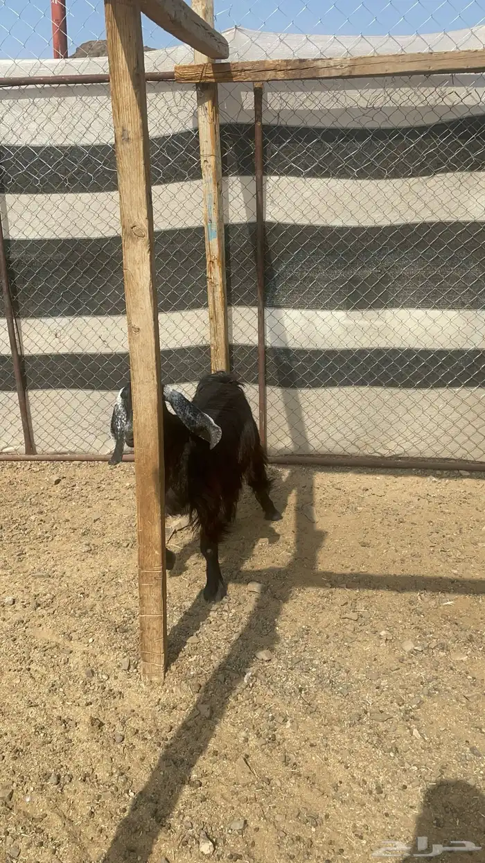 جفره عارضيه طيبة بالحيل(تم البيع ) 3