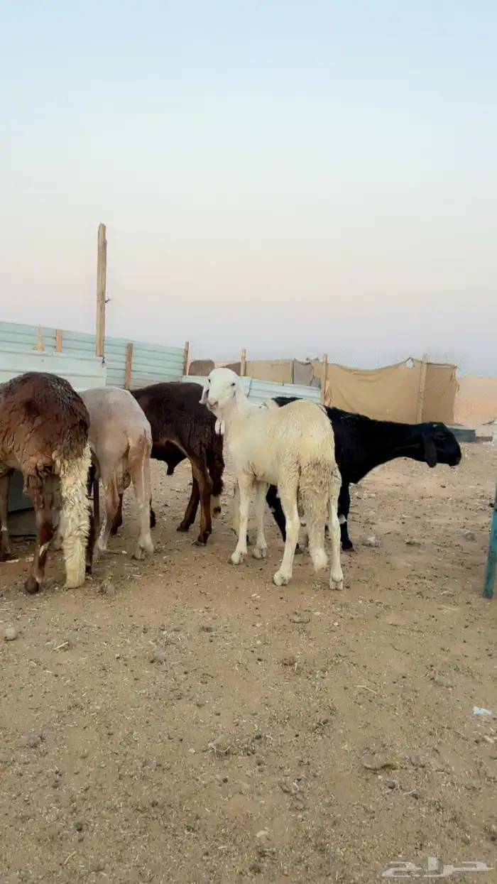 خرفان سواكني مرابي تيوس برابر نعيم حري 3