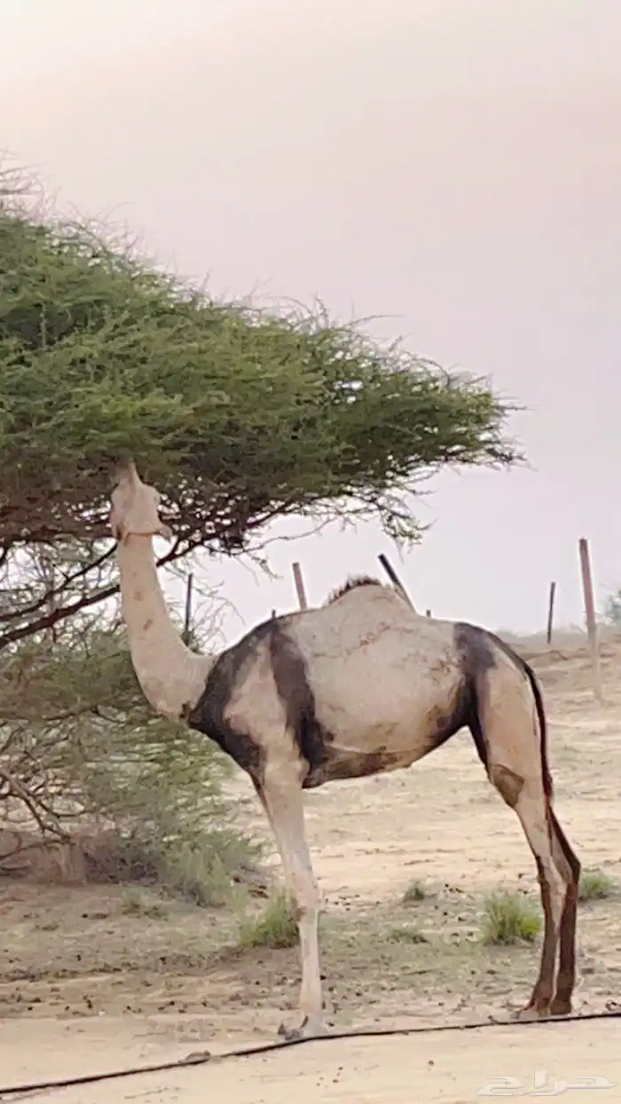 بكره 5