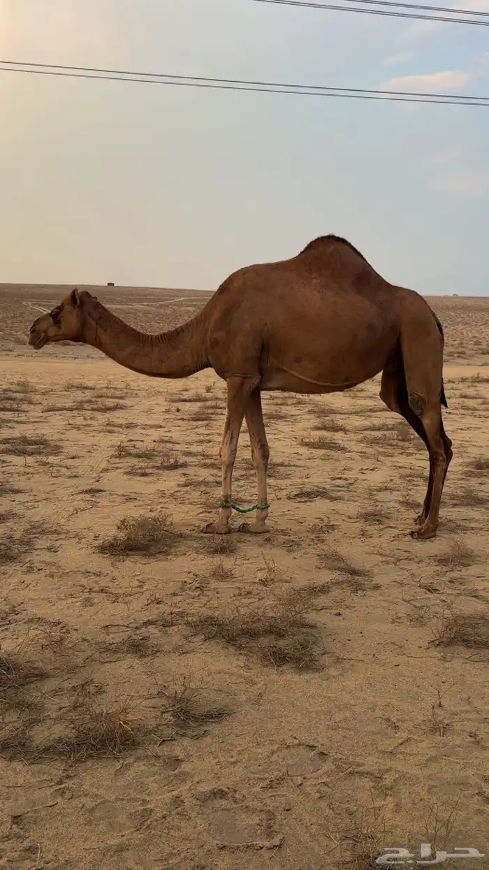 جمل للبيع 3
