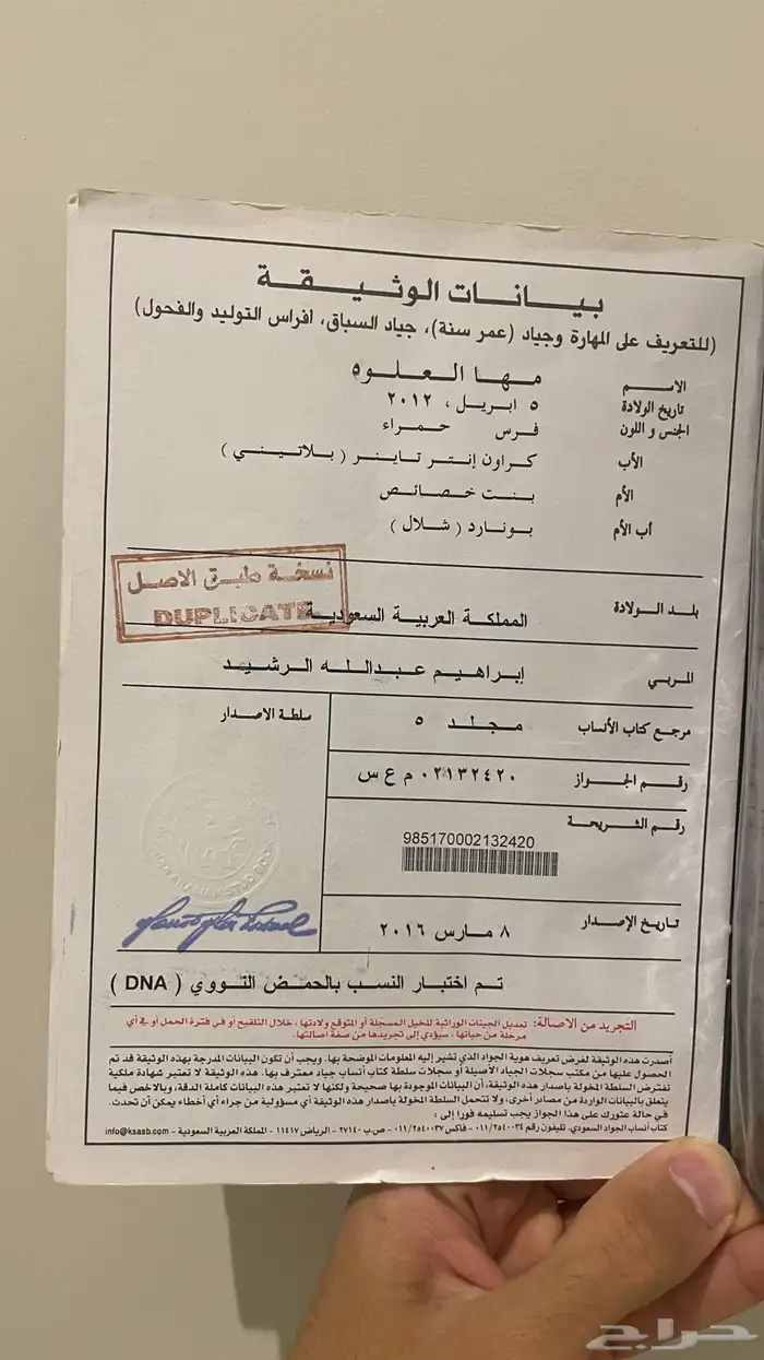 فرس انجليزية و مهر بأوراق مهجورة 4