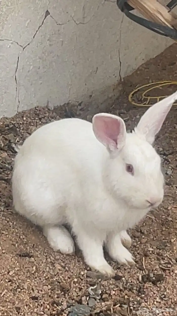 ارنب فرنسي للبيع 0
