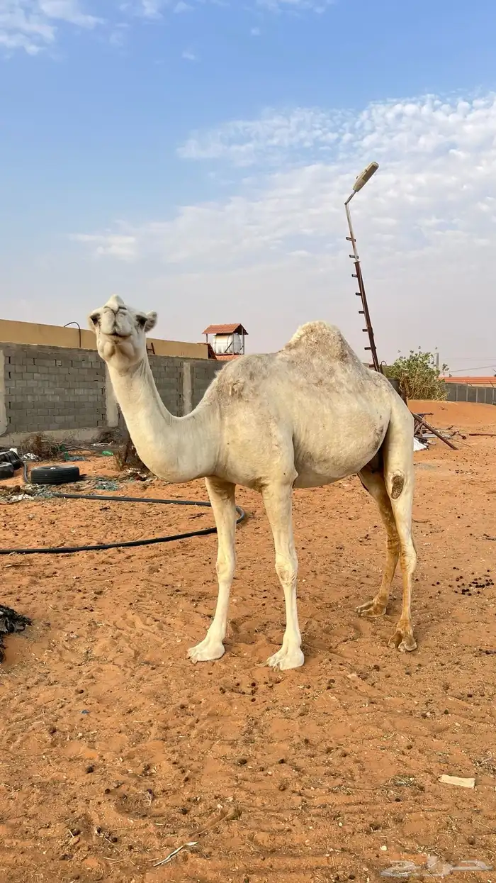 لقحه و بكرتين 1